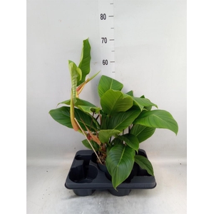 Philodendron   ...