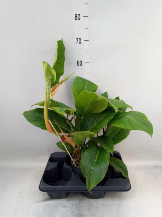 <h4>Philodendron   ...</h4>