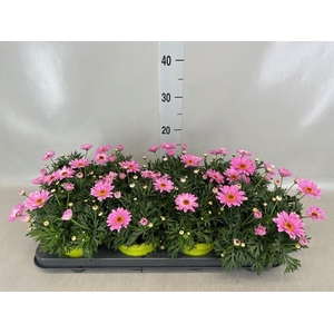 Argyranthemum  'DaisyC Sumit Pink'