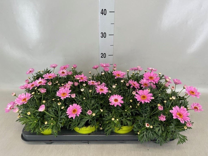 <h4>Argyranthemum  'DaisyC Sumit Pink'</h4>