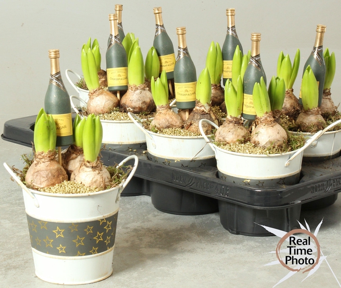 <h4>ARR HYACINTH</h4>