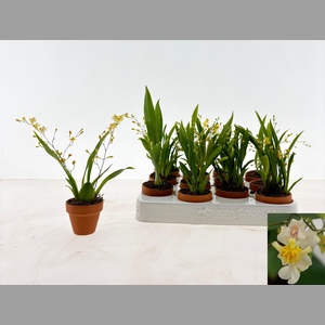 ONCIDIUM OV