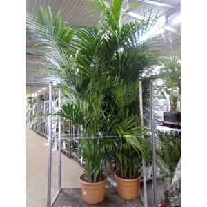Howea forsteriana