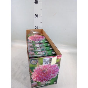 Dahlia ...flowerbulbs