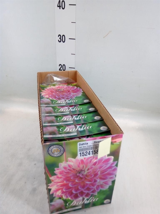 <h4>Dahlia   ...flowerbulbs</h4>