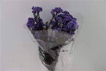 <h4>Dried Ozothamnus Lavender Bunch Slv</h4>