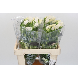 Campanula Medium Campana White