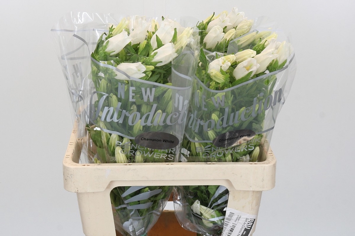 <h4>Campanula Medium Campana White</h4>
