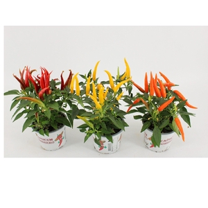 Capsicum HupHup Gemengd