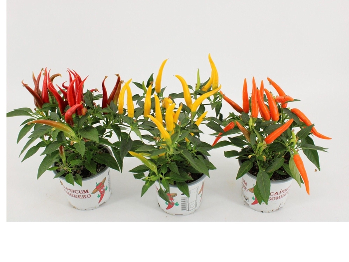 <h4>Capsicum HupHup Gemengd</h4>