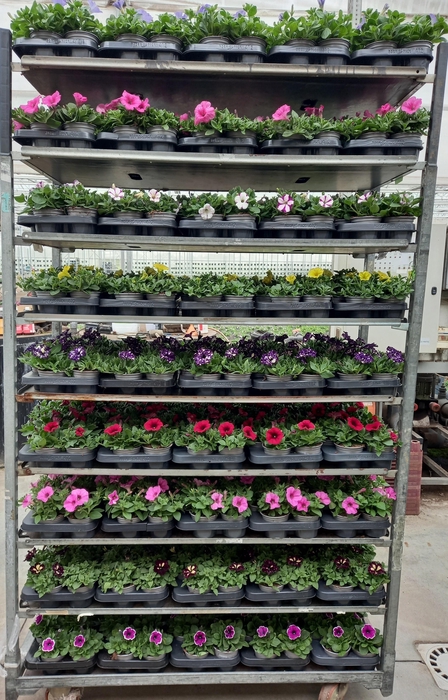 <h4>PET SURF MIXK</h4>