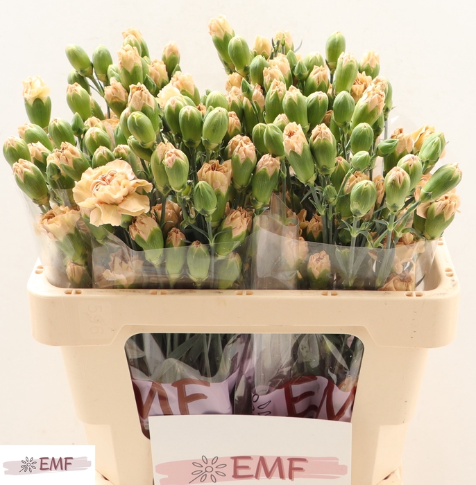 <h4>DI TR CINNAMON</h4>