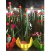 Arrangementen Cactus H%