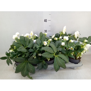Helleborus   ...
