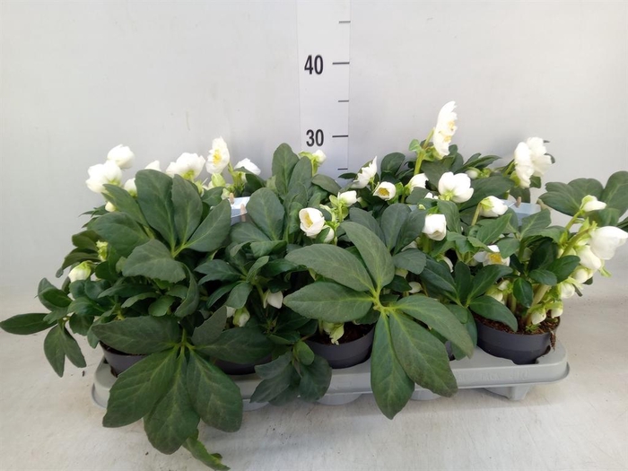 <h4>Helleborus   ...</h4>