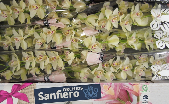 <h4>CYMB T CASCADE</h4>