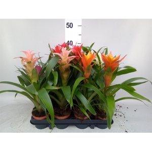 Bromelia ...mix