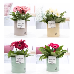 Gerbera belicht 2+ in Pure Zinc Louise 3 ass