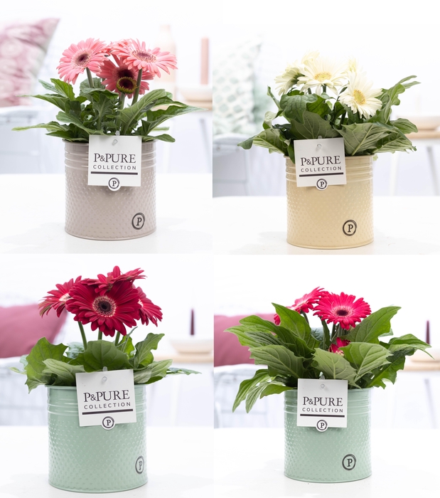 <h4>Gerbera belicht 2+ in Pure Zinc Louise 3 ass</h4>