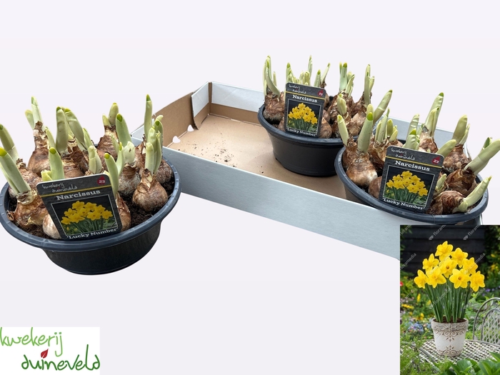 <h4>NARC T LUCKY NUMBER</h4>