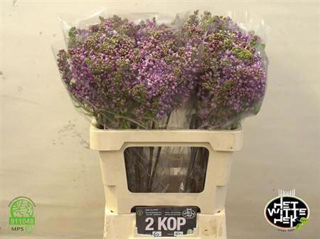 <h4>Syr V Dark Koster</h4>