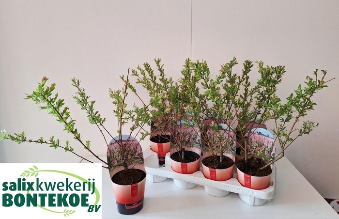 <h4>SALIX IN FLAMINGO</h4>