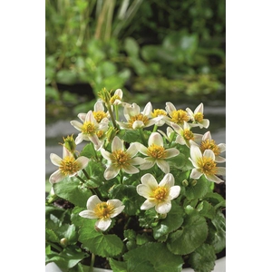 Caltha palustris alba