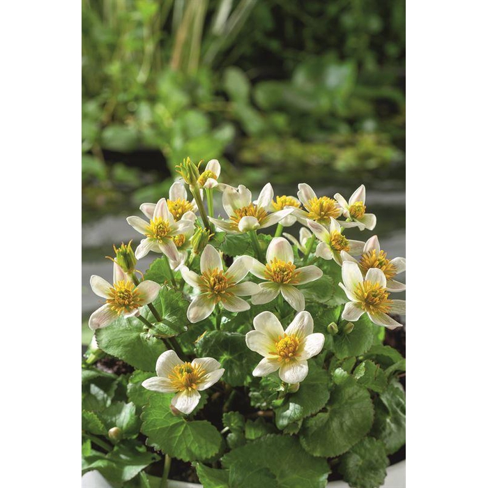 <h4>Caltha palustris alba</h4>