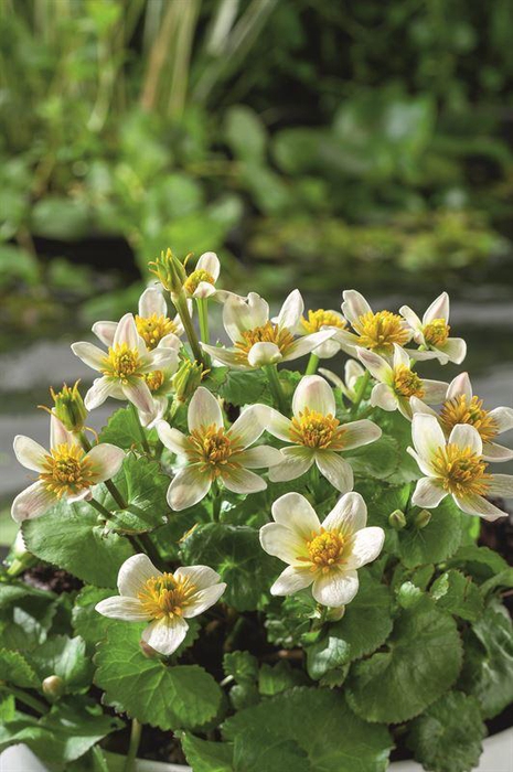 Caltha palustris alba