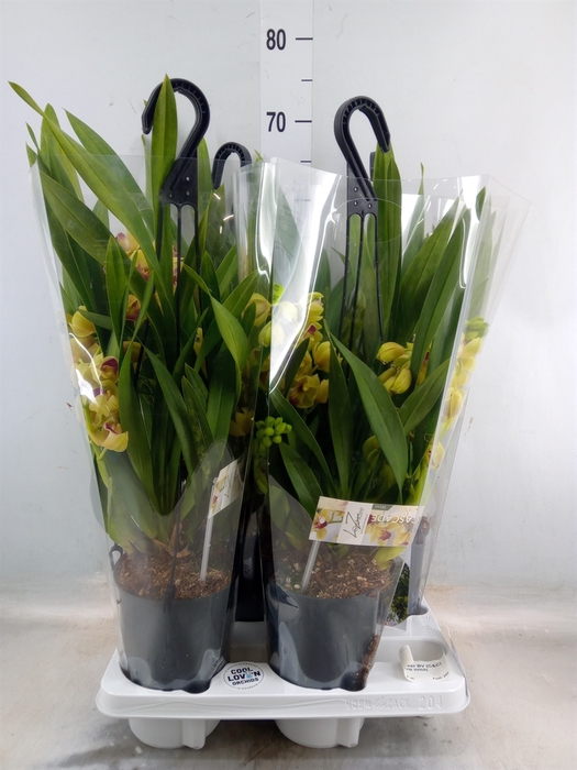 <h4>Cymbidium  'Winn'</h4>