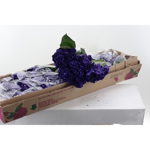 Hydr Purple Sel Tinted Box