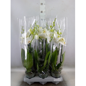Phalaenopsis   ...white