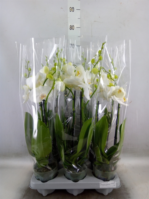 <h4>Phalaenopsis   ...white</h4>