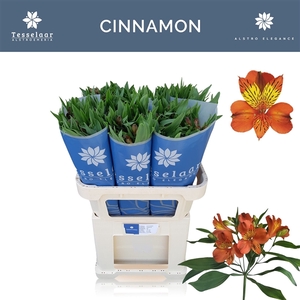 Alstroemeria Cinnamon 45 gr