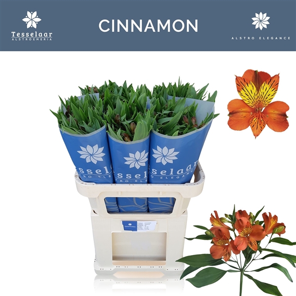 <h4>Alstroemeria Cinnamon 45 gr</h4>