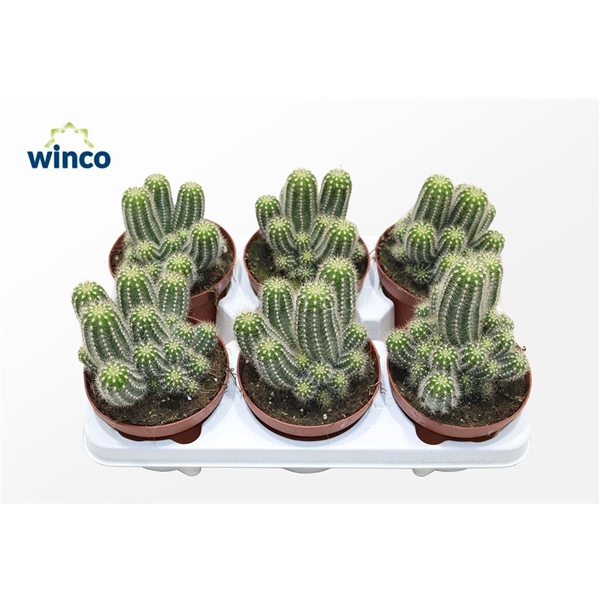 <h4>Trichocereus Huascha</h4>