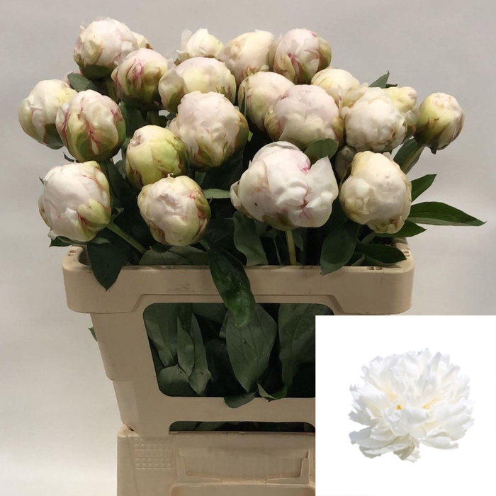 <h4>PAEO L BOWL OF CREAM</h4>