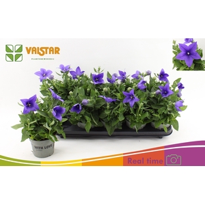 PLATYCO GR ASTRA BLU