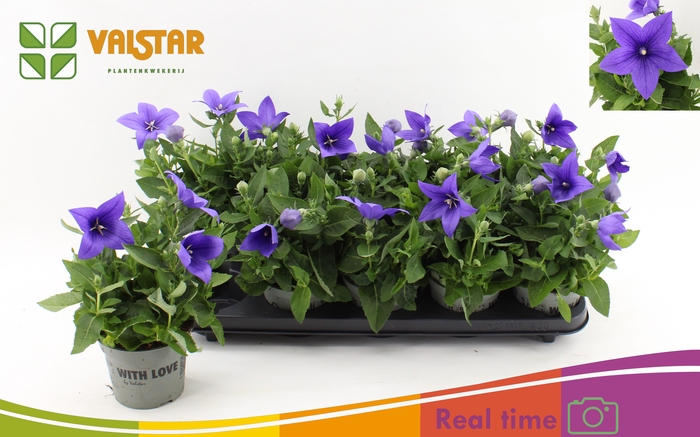 <h4>PLATYCO GR ASTRA BLU</h4>