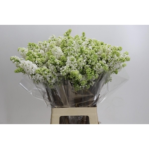 Syringa Vulg Madame Florent Stepman