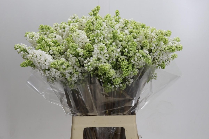 <h4>Lilac Vulg Madame Florent Stepman</h4>