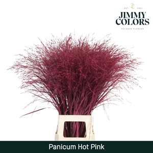 Panicum L90 Hot Pink