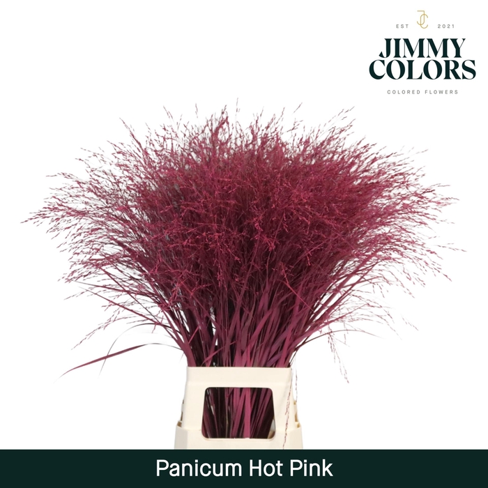 <h4>Panicum L90 Hot Pink</h4>
