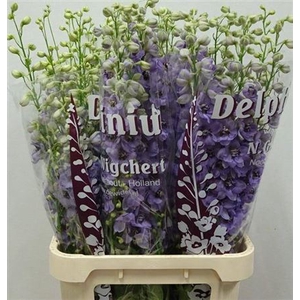 Delph Du Lila/lavendel