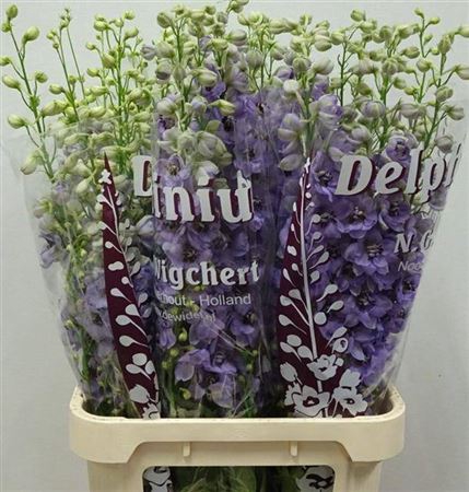 <h4>Delph Du Lila/lavendel</h4>