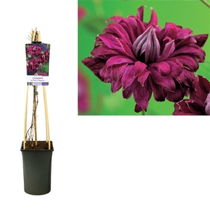 Clematis vit. 'Purp. P. Elegans' +light label