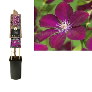 Clematis 'Rouge Cardinal' +3.0 label