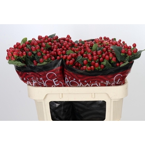 Hypericum True Romance