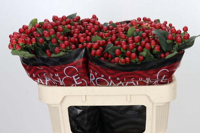 <h4>Hypericum True Romance</h4>