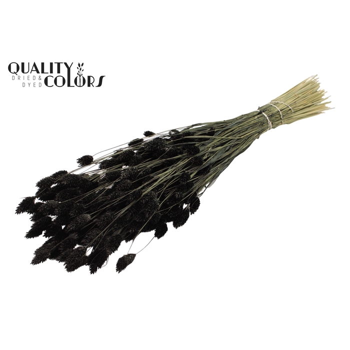 <h4>Phalaris per bunch Black</h4>